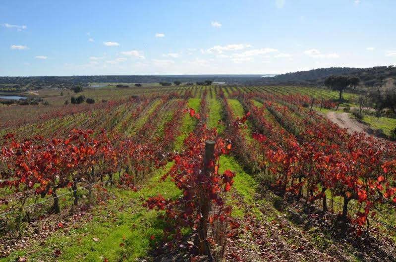 Herdade Do Sobroso Wine & Luxury Boutique Hotel Pedrogao  Exteriör bild